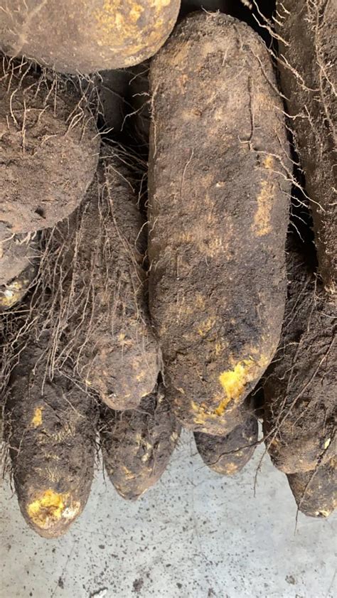 Abuja Yam (Big-sized tubers) | FoodLocker - Your Online Food Store