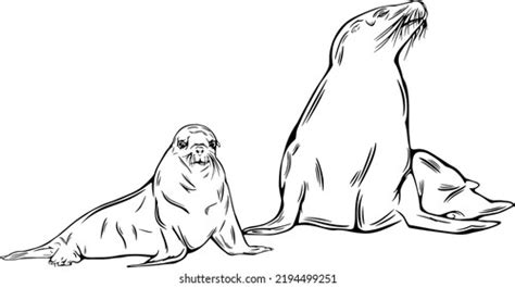 Sea Lion Outline Vector Illustrations Design Stock Vector (Royalty Free ...