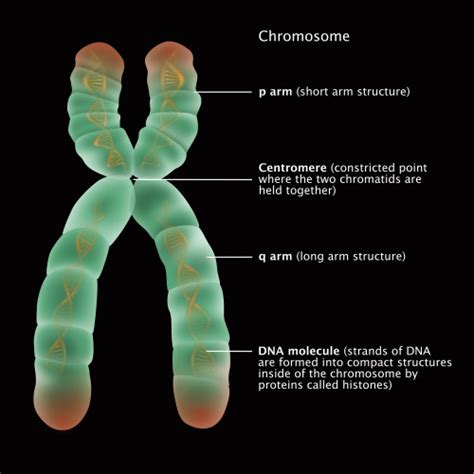 Chromosome Structure, Illustration Poster Print by Gwen Shockey/Science Source - Item ...