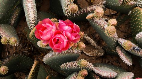 These Edible Cacti Are Gorgeous | Bon Appétit