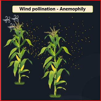 What is anemophily? Write two features of anemophilous flowers.