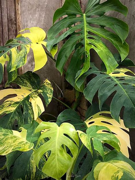 Monstera Variegata Auera Borsigiana - craibas.al.gov.br