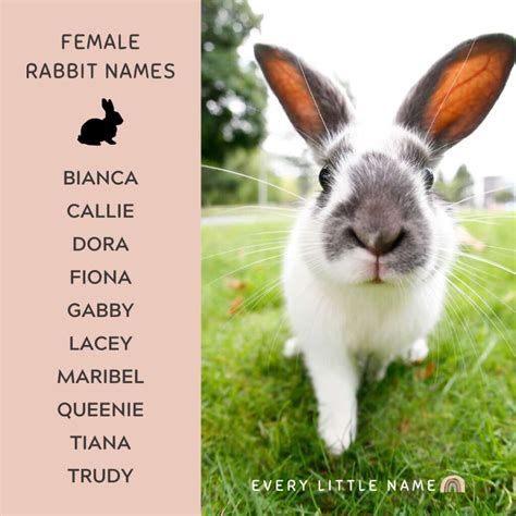 230+ Best Rabbit Names for Your Pet Bunny - Every Little Name