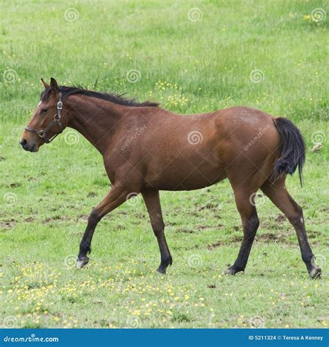 Horse Walking Stock Images - Image: 5211324