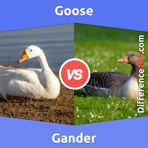 Goose vs. Gander: 5 Key Differences, Definition, Living Areas | Difference 101