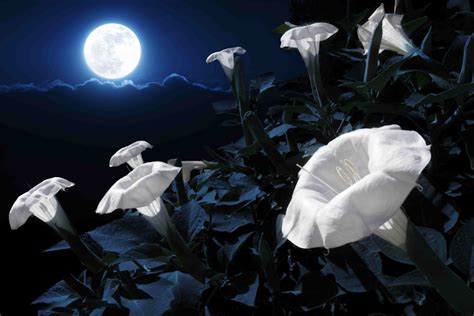 Magical moonlight garden design for your customers