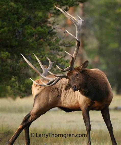 17 Best images about BIG ELK on Pinterest | Rocky mountains, Deer and ...