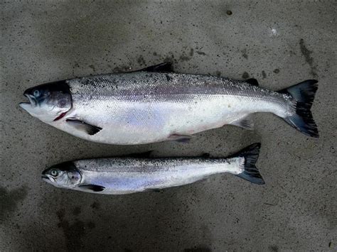 Reovirus infection of farmed salmon