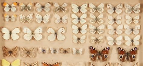 Lot 1163: 4 Framed Butterfly Specimen Collections | Case Auctions