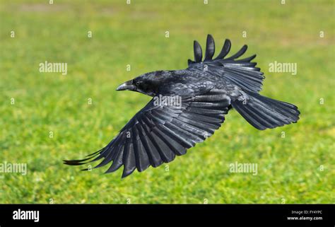 Crow Flying High Resolution Stock Photography and Images - Alamy