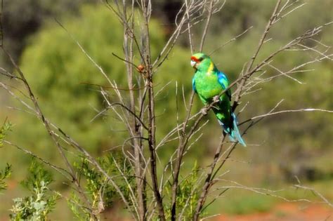 Birds of Australian Outback - The Wildlife Diaries