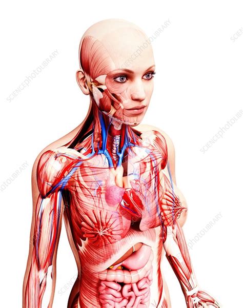 Female anatomy, artwork - Stock Image - F008/0610 - Science Photo Library