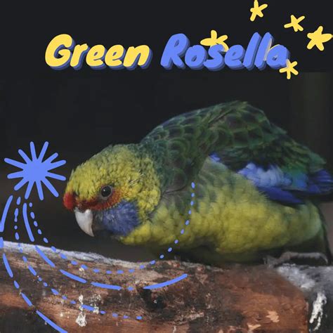 Green Rosella - Habitat Breeding Diet Destribution