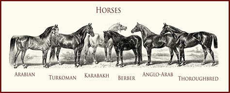 The english Thoroughbred : discover its history - Royal Horse