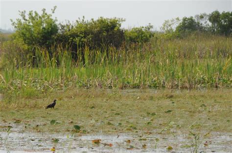 Discover the Loxahatchee National Wildlife Refuge Before It’s Closed ...