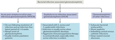 Epidemiology, pathogenesis, treatment and outcomes of infection-associated glomerulonephritis ...