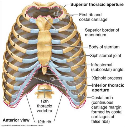 [DIAGRAM] Labeled Diagram Of Sternum - MYDIAGRAM.ONLINE