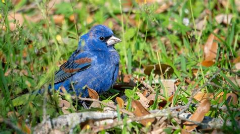 Blue Grosbeak Identification, Range, And Lifespan - SongbirdHub