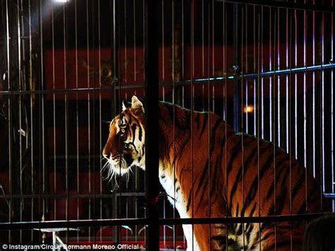 Circus boss in Paris claimed tiger's cage was cut open | Daily Mail Online