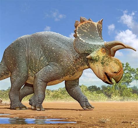 Species New to Science: [Paleontology • 2018] Crittendenceratops krzyzanowskii • A New ...