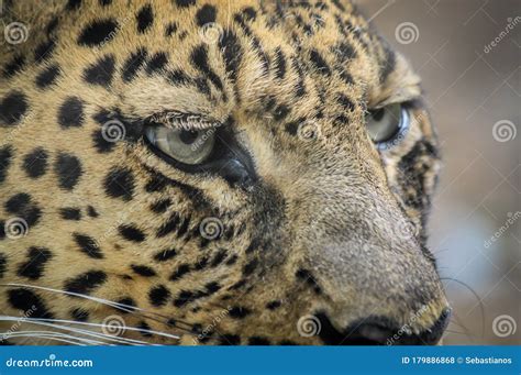 Leopard Portrait - Very Close Up Stock Photo - Image of animal, curious ...