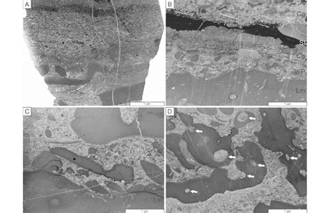 Photomicrographs of wackestone-to-packstone (facies WP) and ...