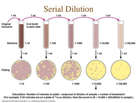 dilution - definition - What is