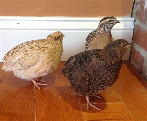 12 jumbo coturnix quail are available for sale.They are of mixed varieties including golden, a&m ...