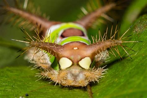 8 of the Cutest Toxic Caterpillars