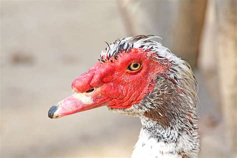 Turkey Duck Hybrid Stock Photos, Pictures & Royalty-Free Images - iStock