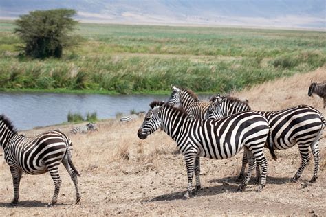 Tanzania Safari Zebras - Entouriste