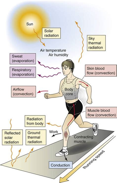 Body Heat Radiation