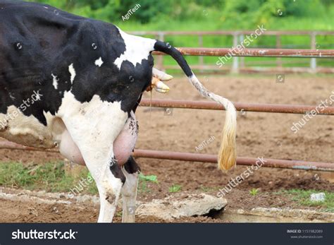 Cow Calving Cow Ready Give Birth Stock Photo 1151982089 | Shutterstock