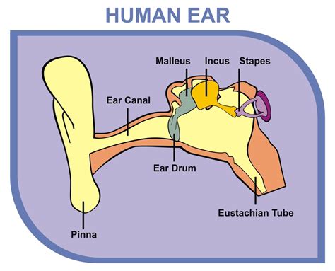 [DIAGRAM] Inside Ear Drum Diagram - WIRINGSCHEMA.COM