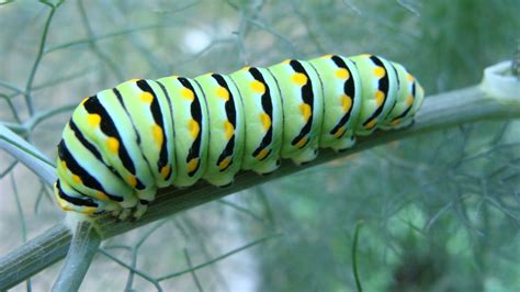 little forest house: black swallowtail caterpillar