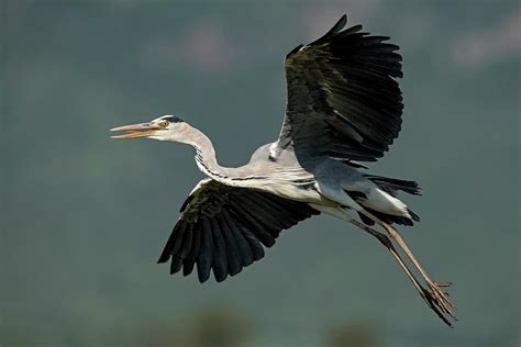 Grey Heron In Flight Photograph by Tony Camacho/science Photo Library ...