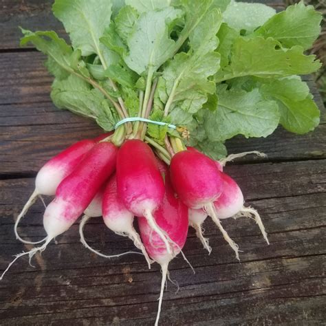 French Breakfast Radish - Bibb Forest Farm- Regenerative, organically ...