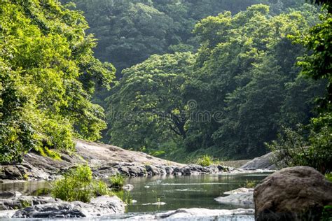 Jungle View in Kerala Forest Stock Photo - Image of water, capture ...