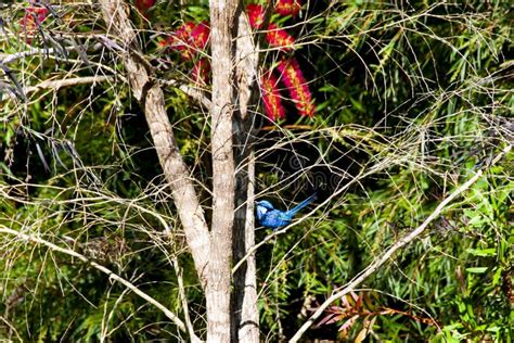 Splendid Fairywren stock photo. Image of malurus, wren - 254070976