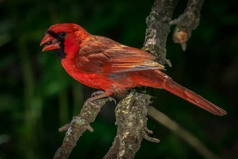 Cardinal Feather Spiritual Meaning: Is Finding One Luck?