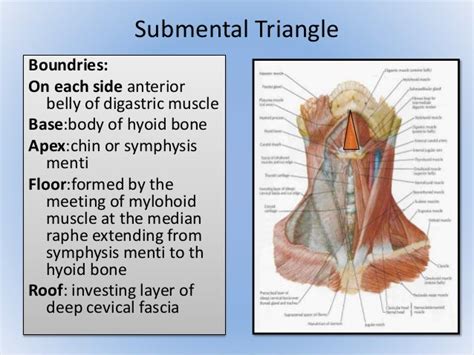 Triangle of neck