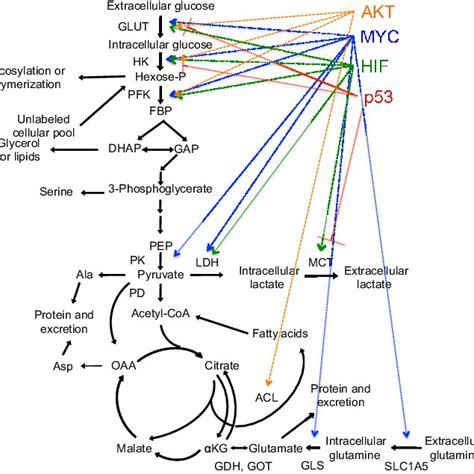 (PDF) Is Cancer a Metabolic Disease?