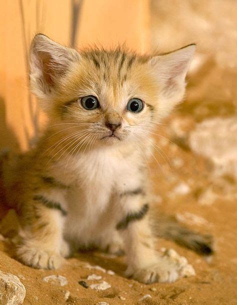 39 Sand Cats ideas | sand cat, cats, wild cats