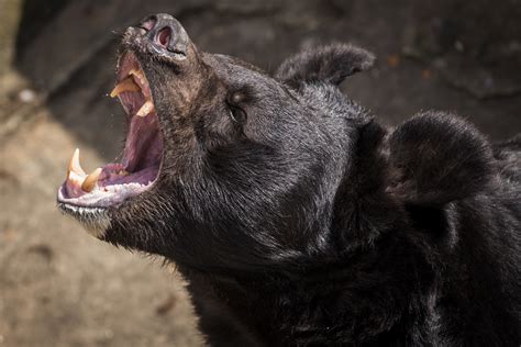 Bear Shot Nine Times After Breaking Into Colorado Home and Charging Owner - Newsweek