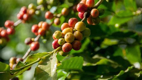 Kodagu, coffee, climate change: An agroforestry scientist's notes on the connection – Firstpost