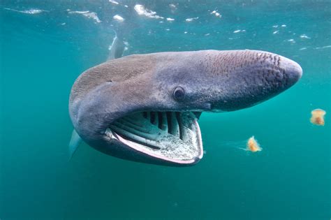 Calls for giant 40ft Basking Sharks to be given world's first protected ...