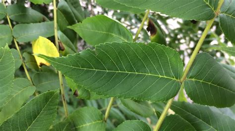 Educational videos on nature (Black walnut - leaves close up) - August 2017 - YouTube