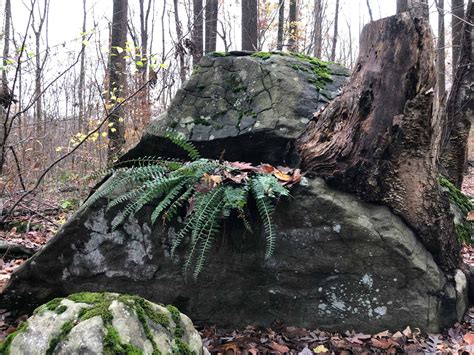 Crow's Nest: Scary stuff - Natural Lands