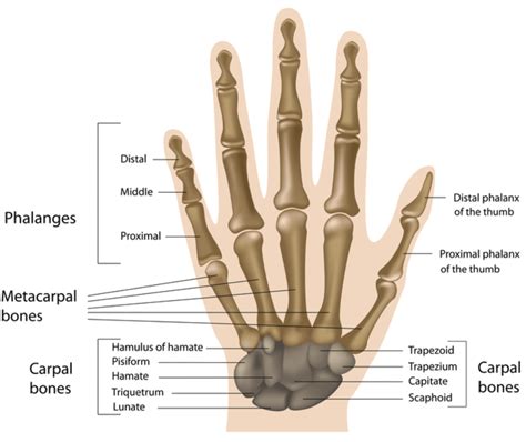 Hand Bones Anatomy