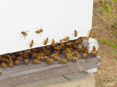 Italian Honey Bees Resting Outside Their New Hive Photograph by Tamra ...